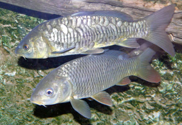 Cyprinus carpio_012.jpg